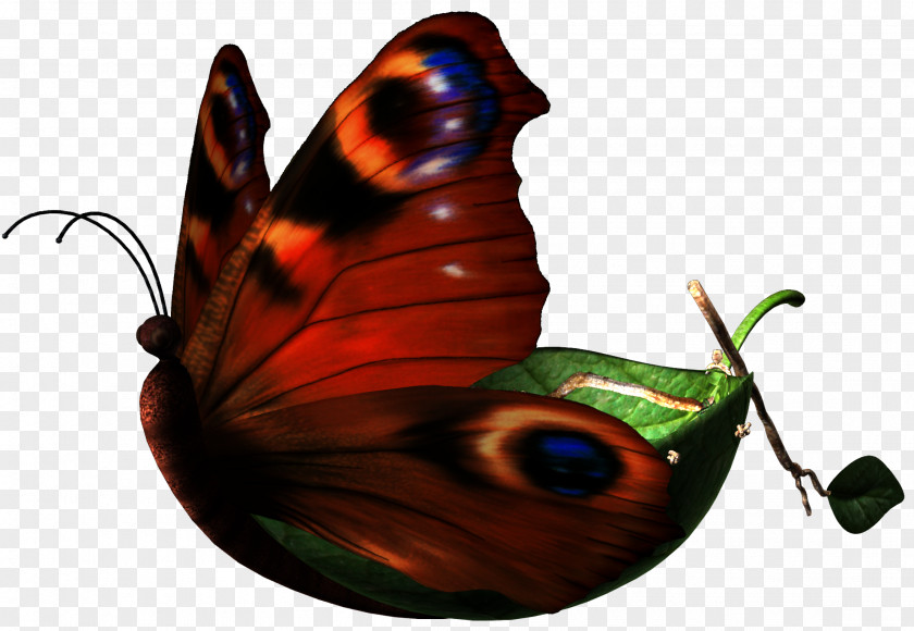 Butterflies Butterfly Insect Pollinator Clip Art PNG