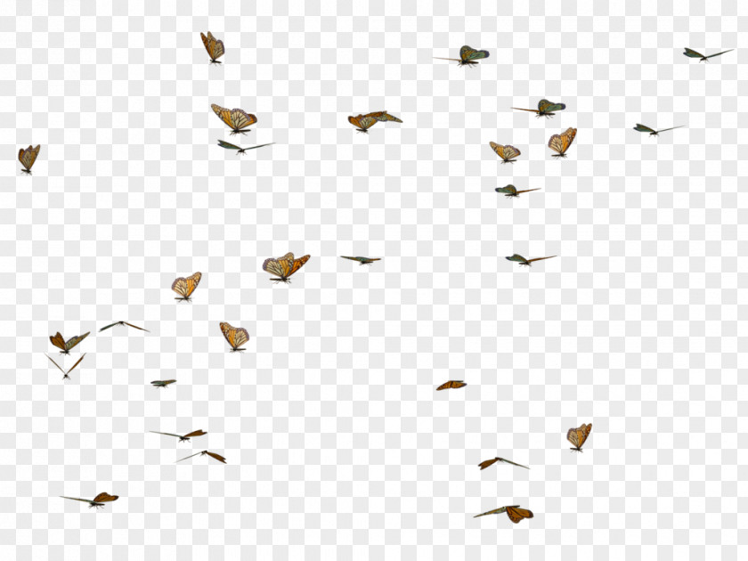 Butterflies Swarm Image Butterfly DeviantArt PNG