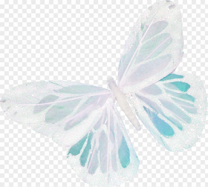 Butterfly Download PNG