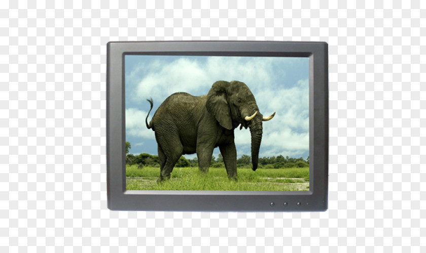 Displaylink Elephantidae African Buffalo Animal Bush Elephant Teacher PNG