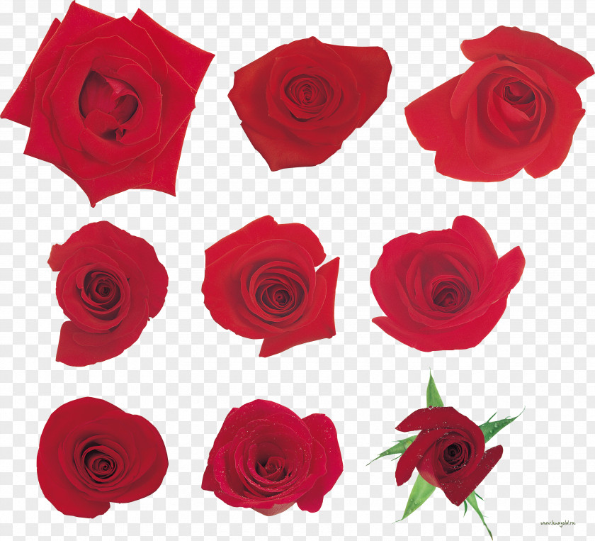 Garden Roses Floribunda KRAS Cut Flowers PNG