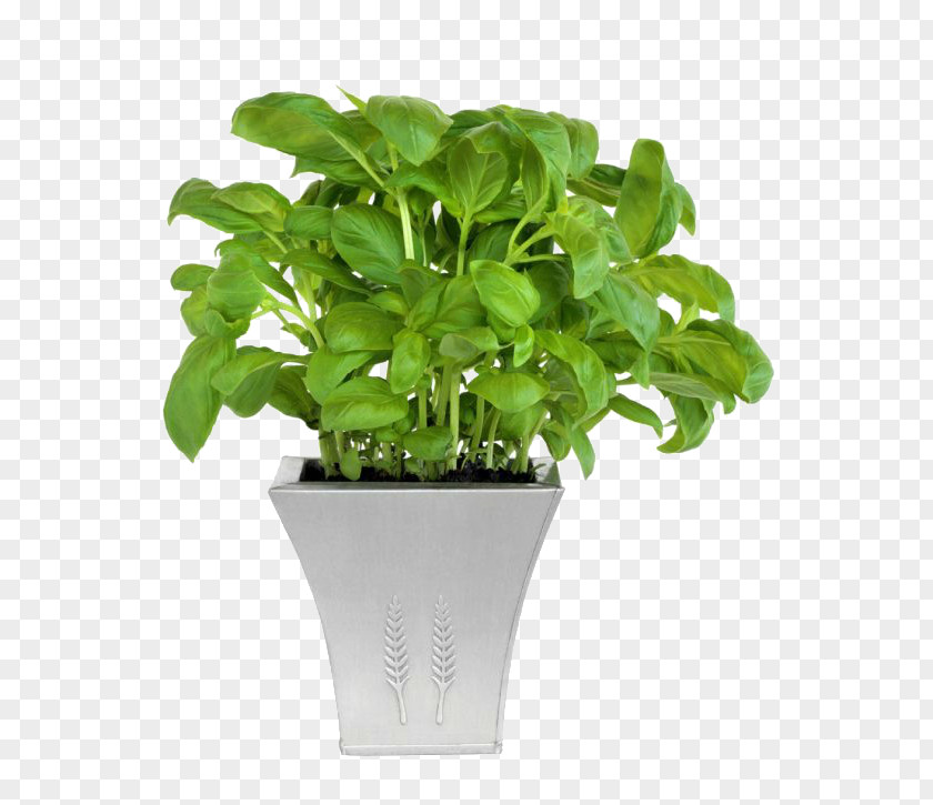 Plant Flowerpot Houseplant Grow Light Sowing PNG