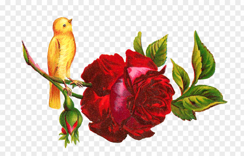 Yellow Rose Hummingbird Flower Clip Art PNG