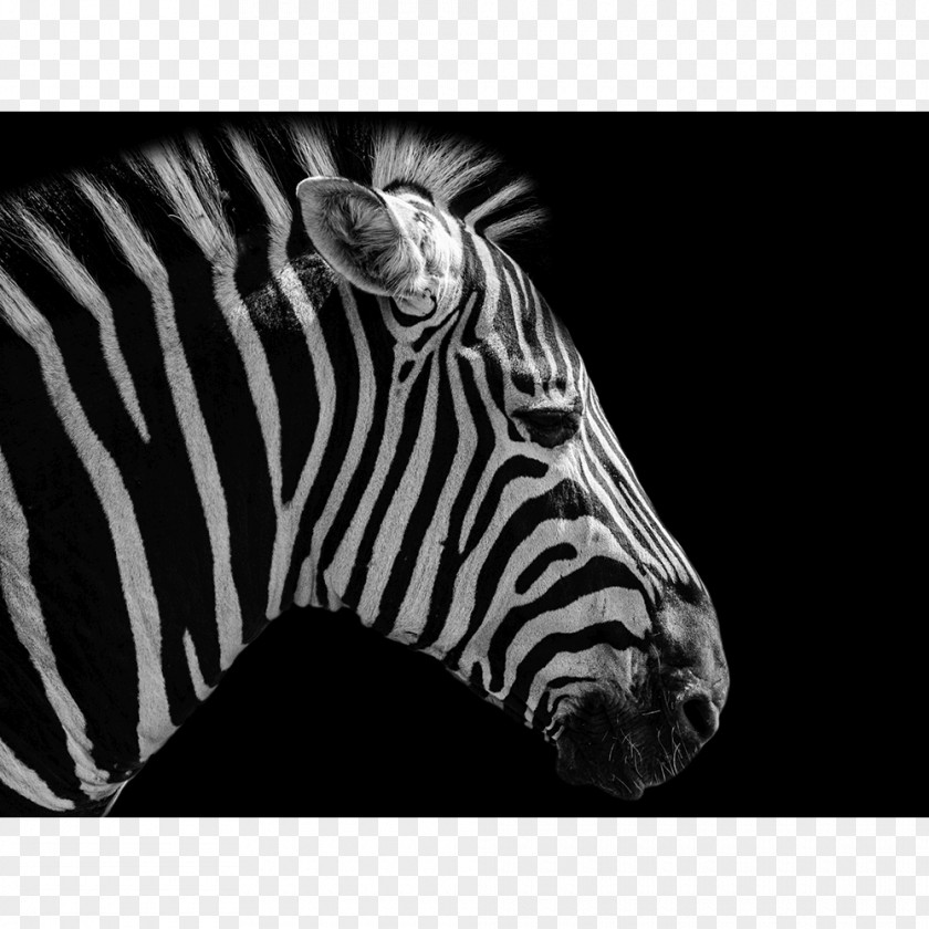 Zebra Failure Is Impossible Quagga Art Paper Amazon.com PNG