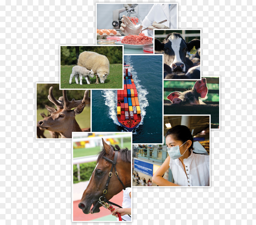 Epidemiology Stallion Halter Veterinary Medicine Health PNG
