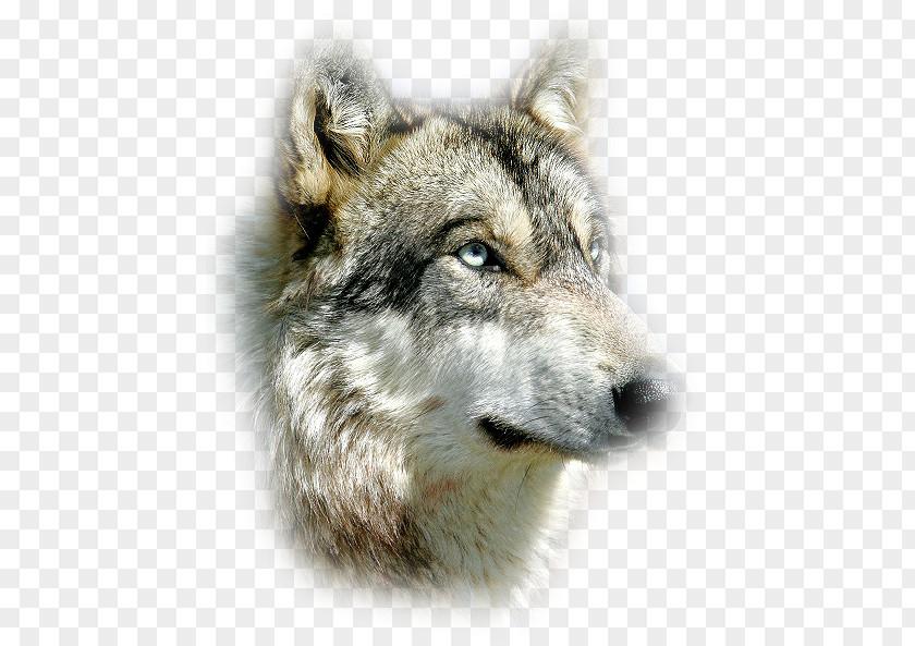 Kurt Resmi Saarloos Wolfdog Czechoslovakian Coyote Siberian Husky Alaskan Tundra Wolf PNG