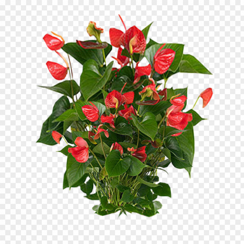 Plants Clipart Anthurium Andraeanum Flamingo Flower Houseplant PNG