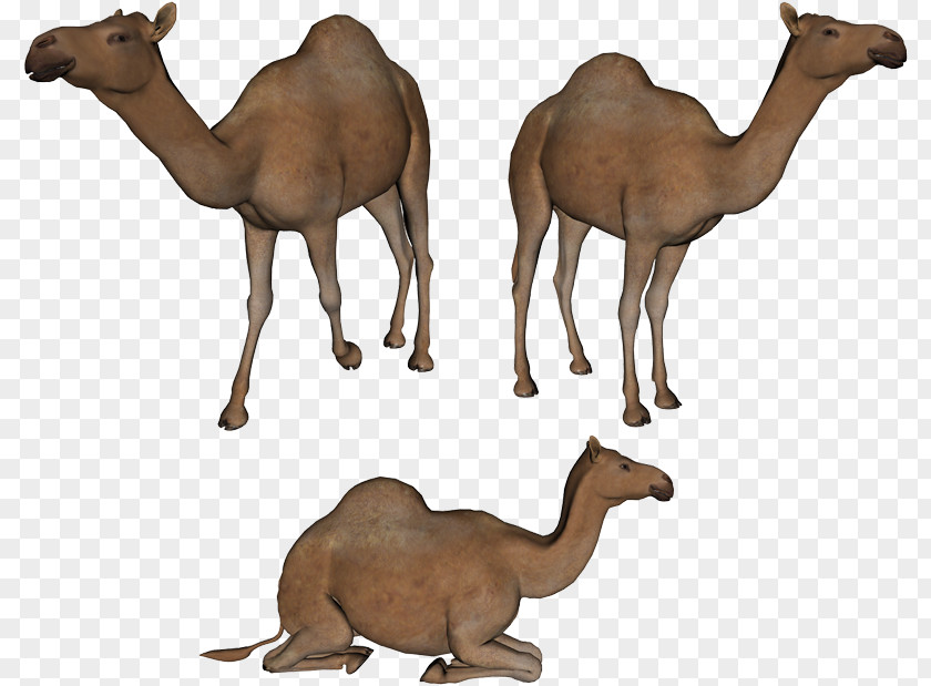 Sitting Couple Dromedary Clip Art PNG