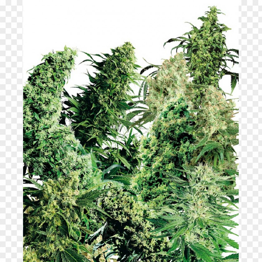 Skunk Marijuana Sensi Seeds Cannabis Sativa Haze PNG