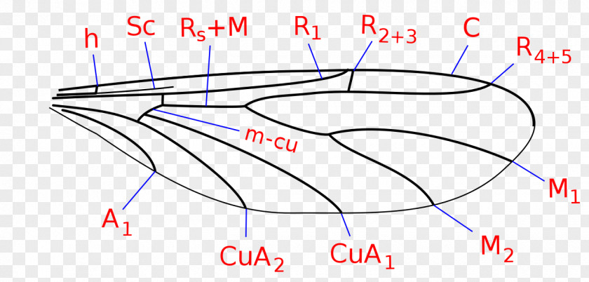 Vein Nematocera Canthyloscelidae Scatopsidae /m/02csf Insect Wing PNG