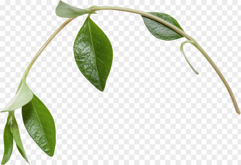 Cane Leaf Branch Clip Art PNG