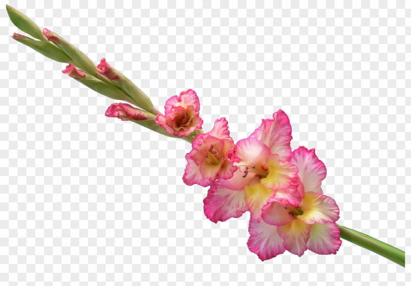 Gladiolus Clip Art Cut Flowers GIF PNG