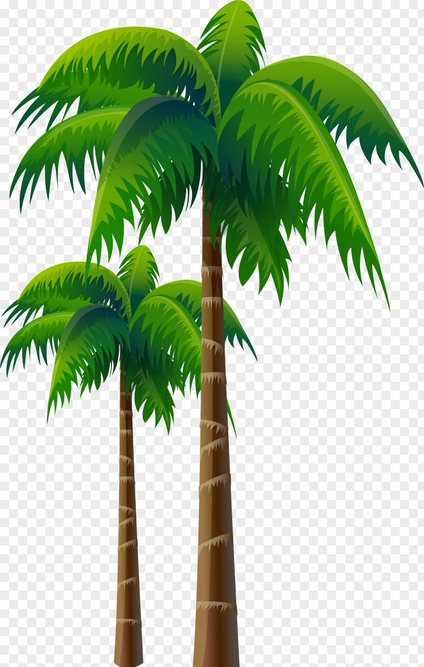 Palms Arecaceae Coconut Tree Woody Plant PNG