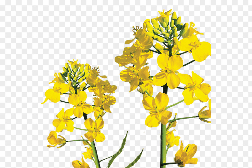 Spring Grass Canola Rapeseed Mustard Plant Brassica Rapa PNG