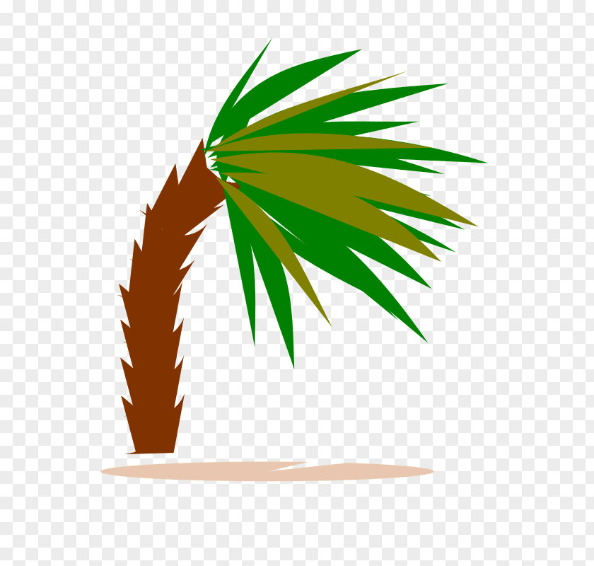 Tree Path Palm Trees Clip Art Image Rhynchophorus Ferrugineus PNG