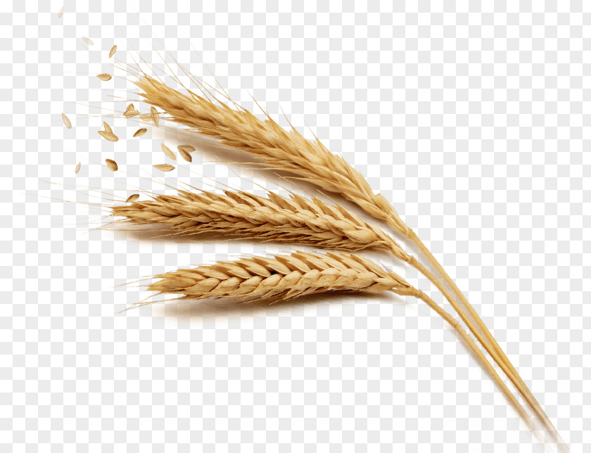 Wheat Pattern Cereal Millet PNG