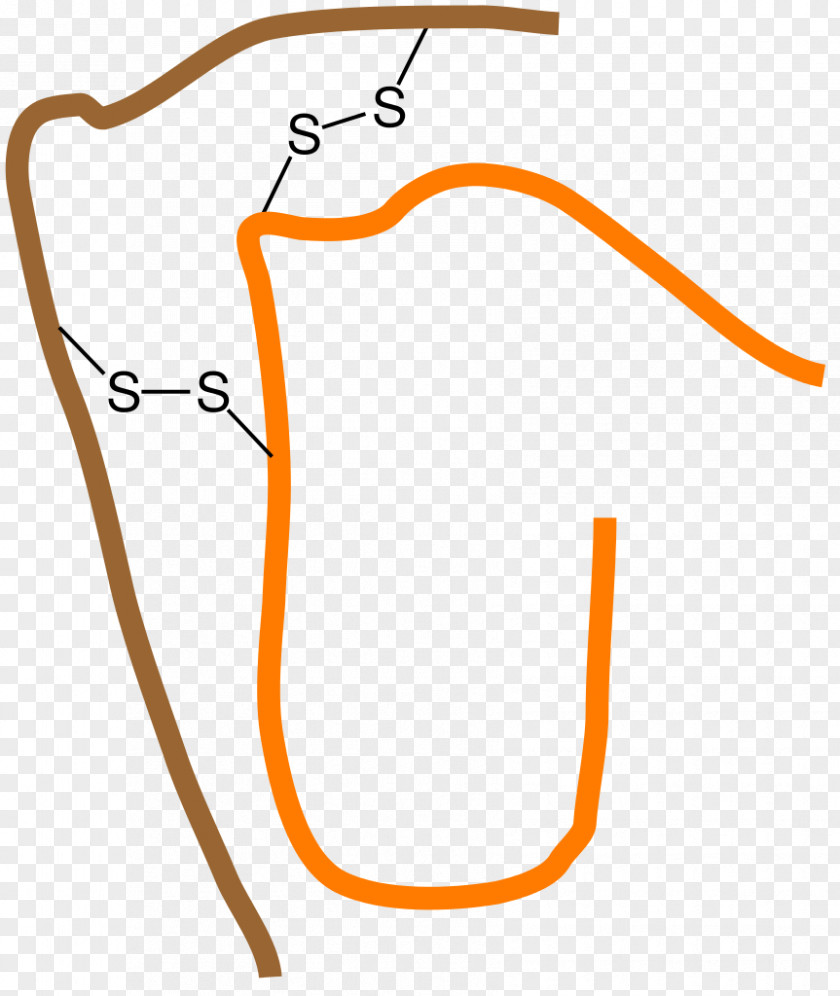 Disulfide Bond Deusylffid Interchenar Biochemistry PNG