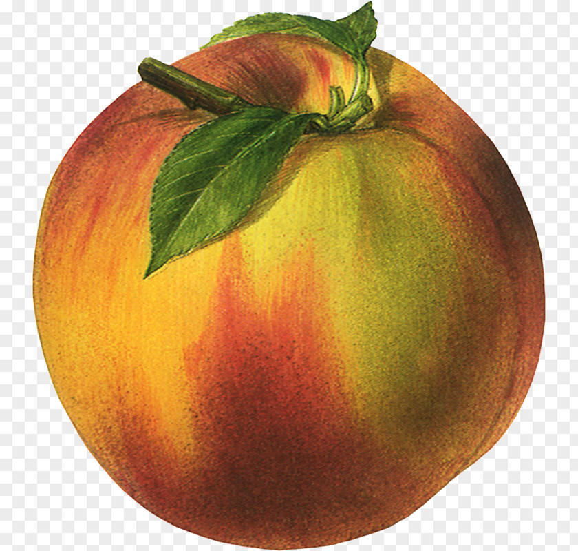 Dw Peaches And Cream Fruit Clip Art PNG