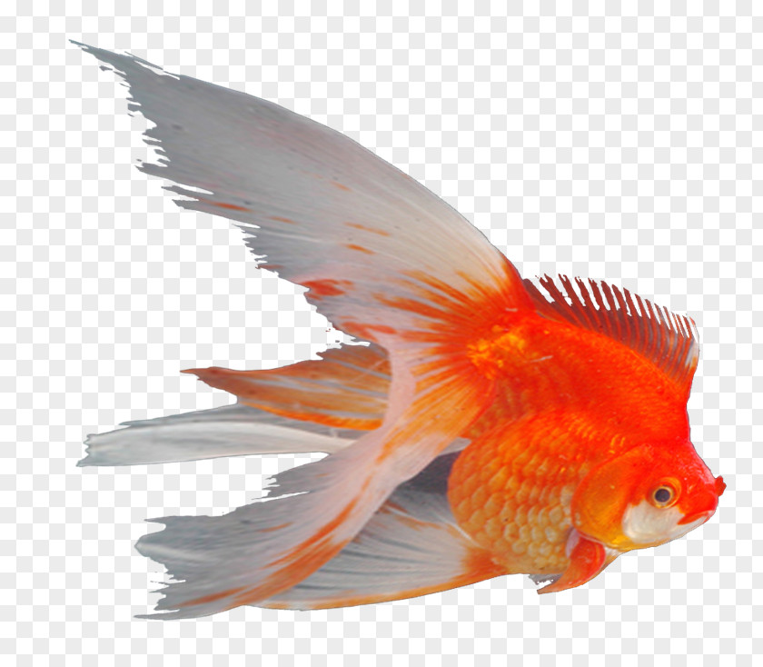 Mar Goldfish Ornamental Fish Feeder Aquarium PNG