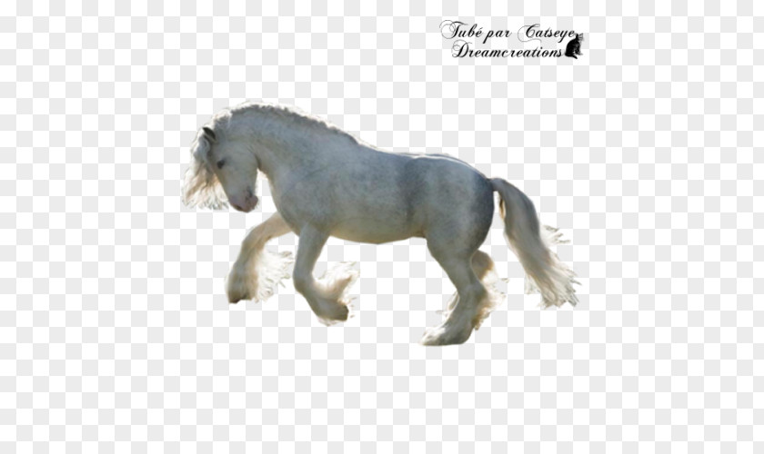 Mustang Mane Stallion Pony Mare PNG