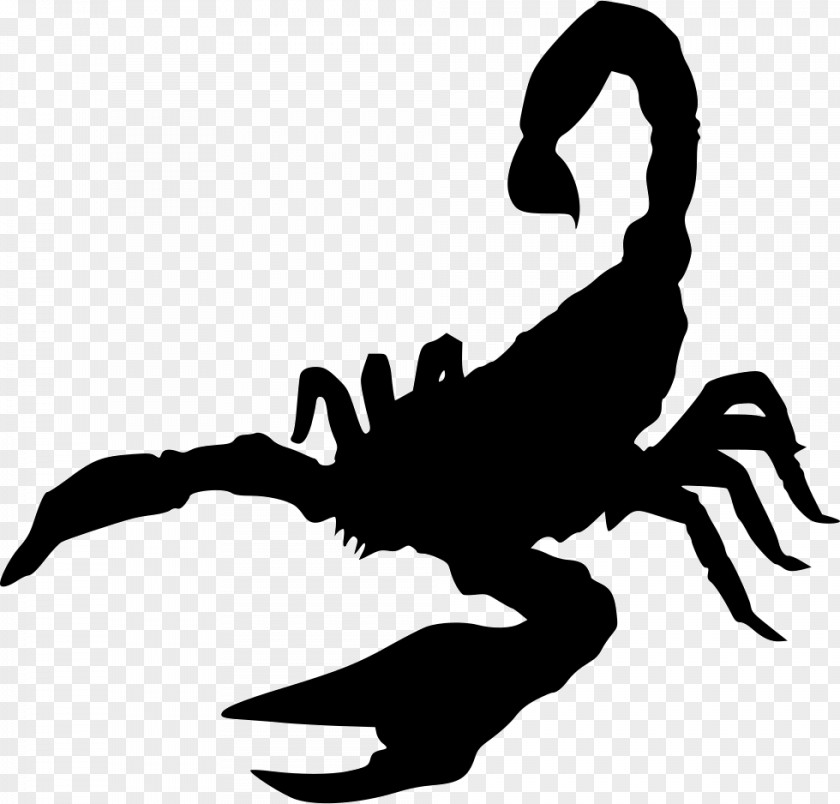 Scorpion Mouse Oil Deathstalker Ant PNG