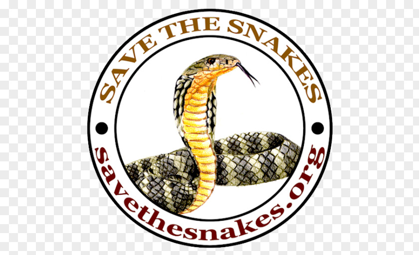 Snake University Of California, Santa Barbara Rattlesnake King Cobra Kingsnakes PNG