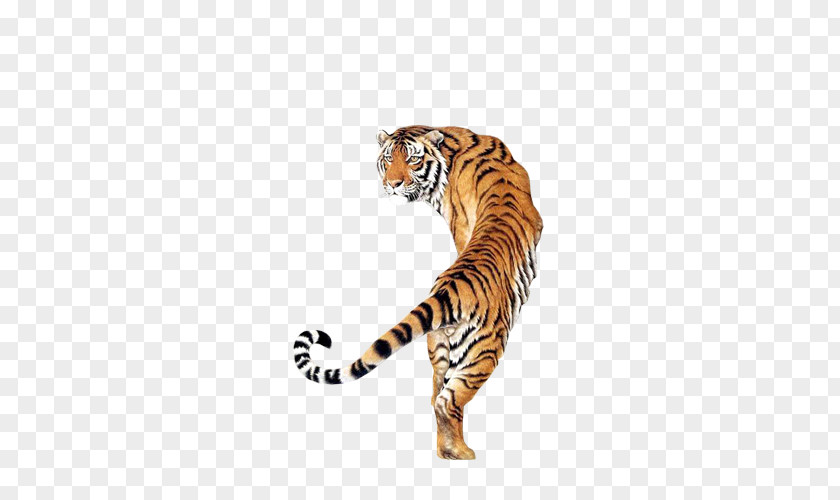 Tiger Dog Cat PNG
