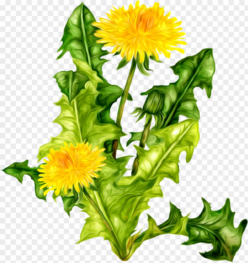 Dandelion Common Clover Icon PNG