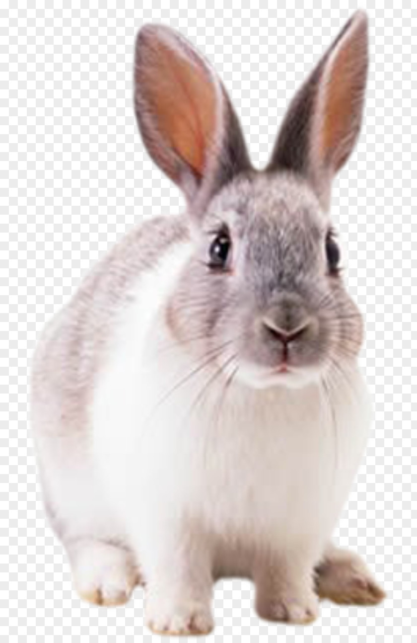 Flower Bunny Hare Cottontail Rabbit Domestic European PNG