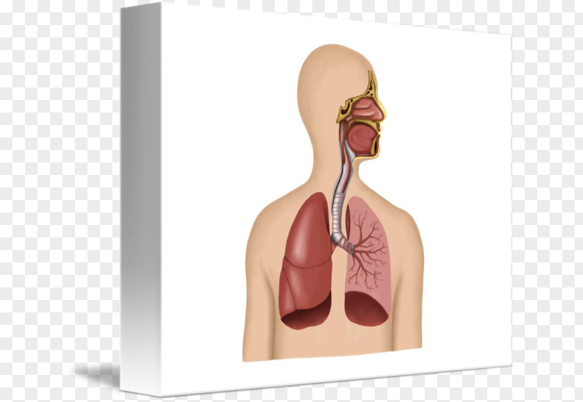 The Human Respiratory System Disease Body Tract PNG