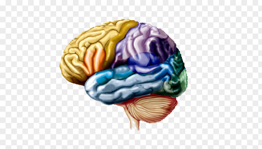 Brain Lobes Of The Cerebral Hemisphere Frontal Lobe Parietal PNG