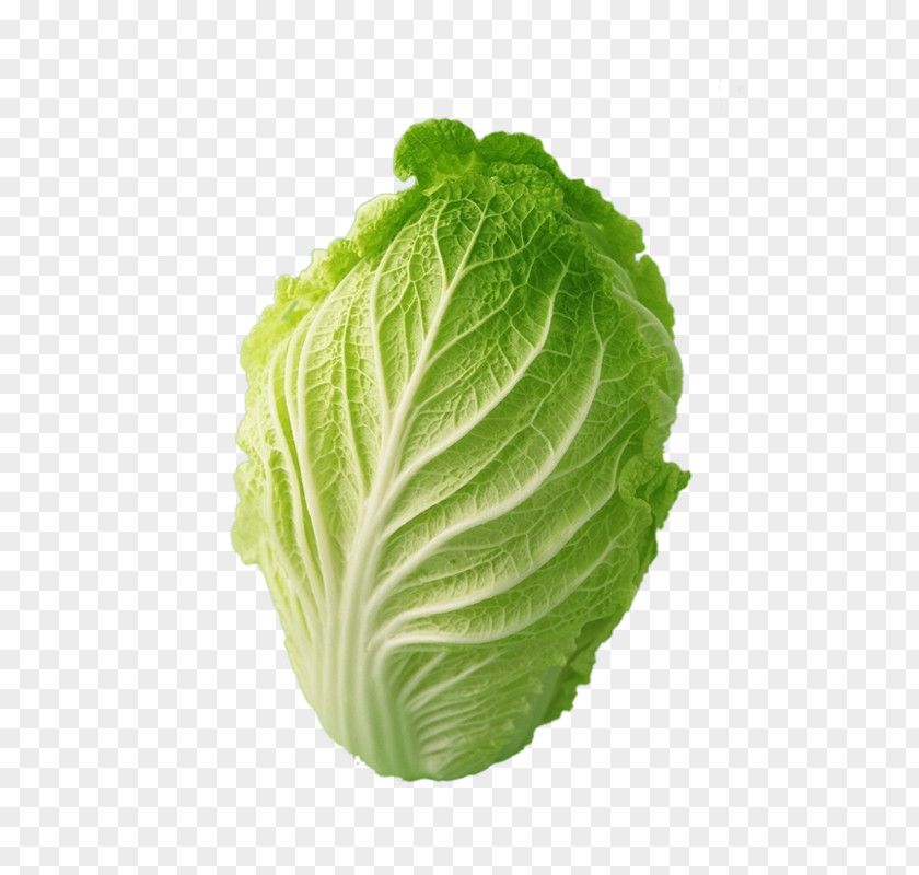 Cabbage Pictures Napa Bok Choy Chinese Cauliflower PNG