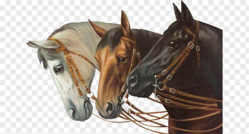 Horse Bridle PNG