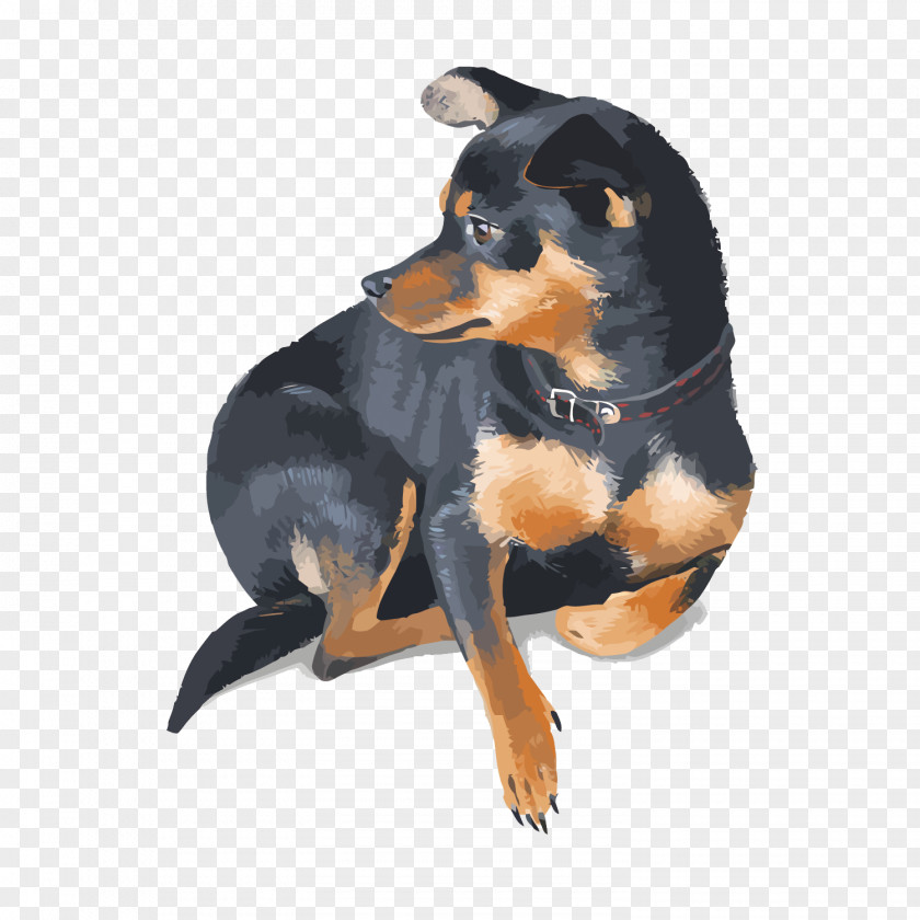 Vector Pet Dog Miniature Pinscher Rottweiler PNG