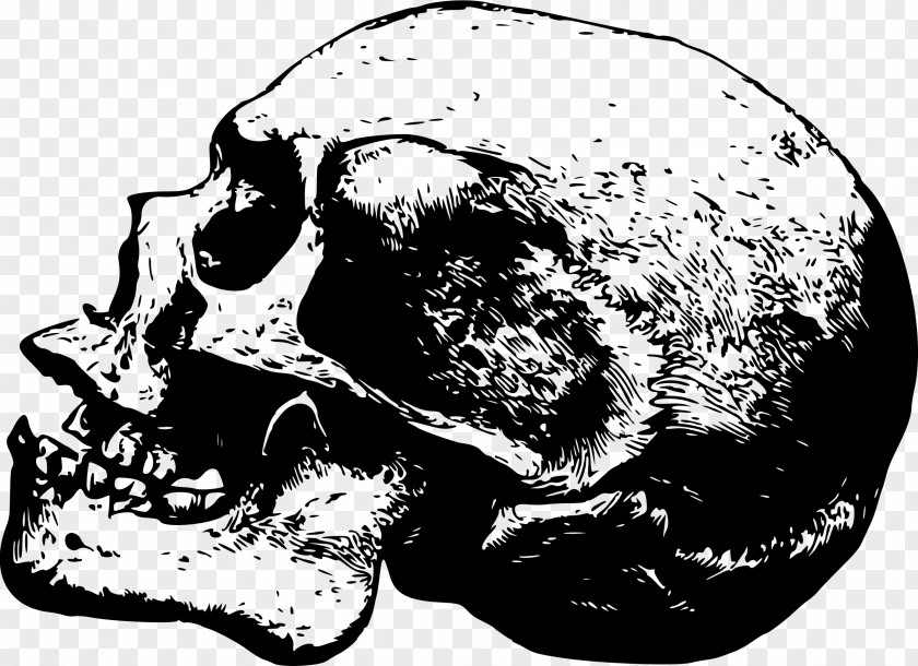 Bones Skull Desktop Wallpaper Clip Art PNG