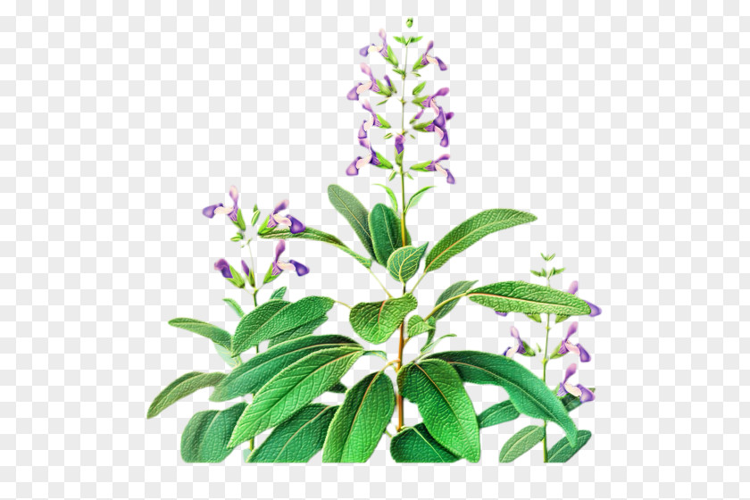 Daphne Perennial Plant Leaf Green Tea PNG
