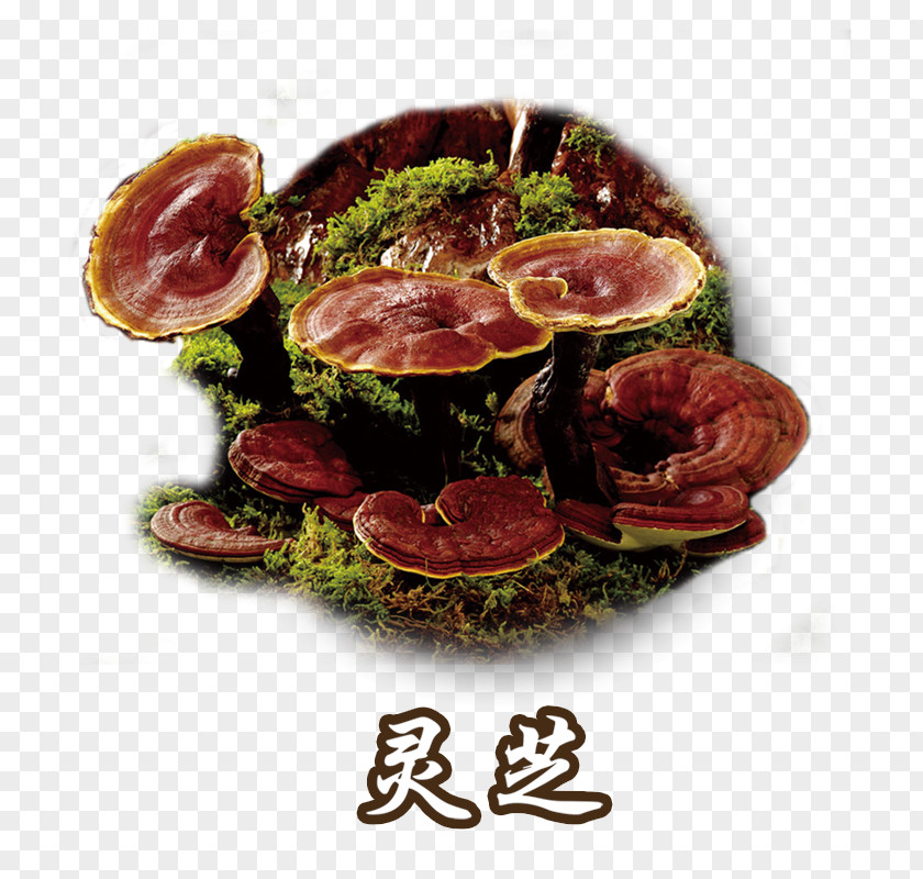 Ganoderma Herbs Medicine Plant Lingzhi Mushroom Dietary Supplement Fungus PNG