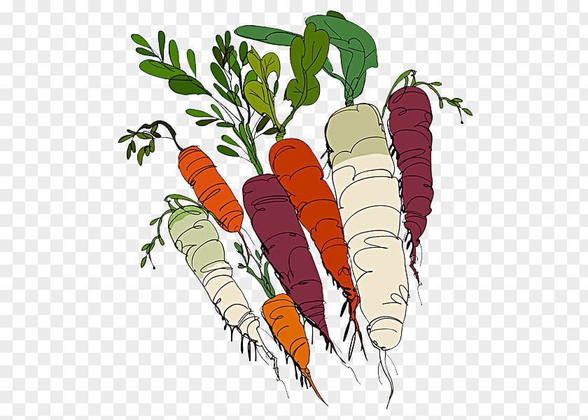 Hand-painted Carrot Organic Food Vegetable Illustration PNG