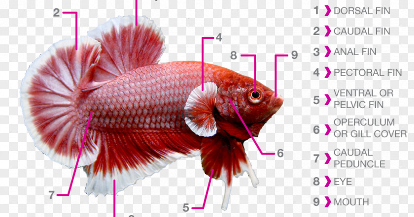 Betta Fish Siamese Fighting Fin Anatomy Aquarium PNG