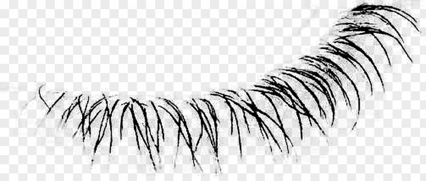 Design Eyelash Extensions Line Art Eyebrow PNG