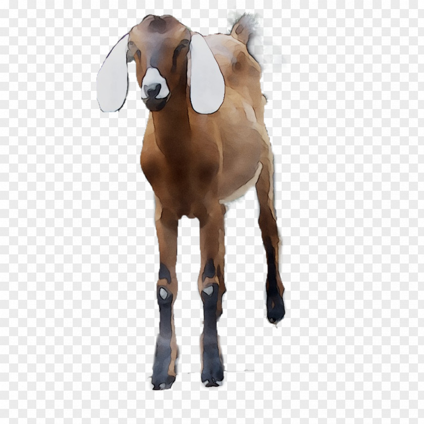 Goat Mustang Snout Naturism Horse PNG