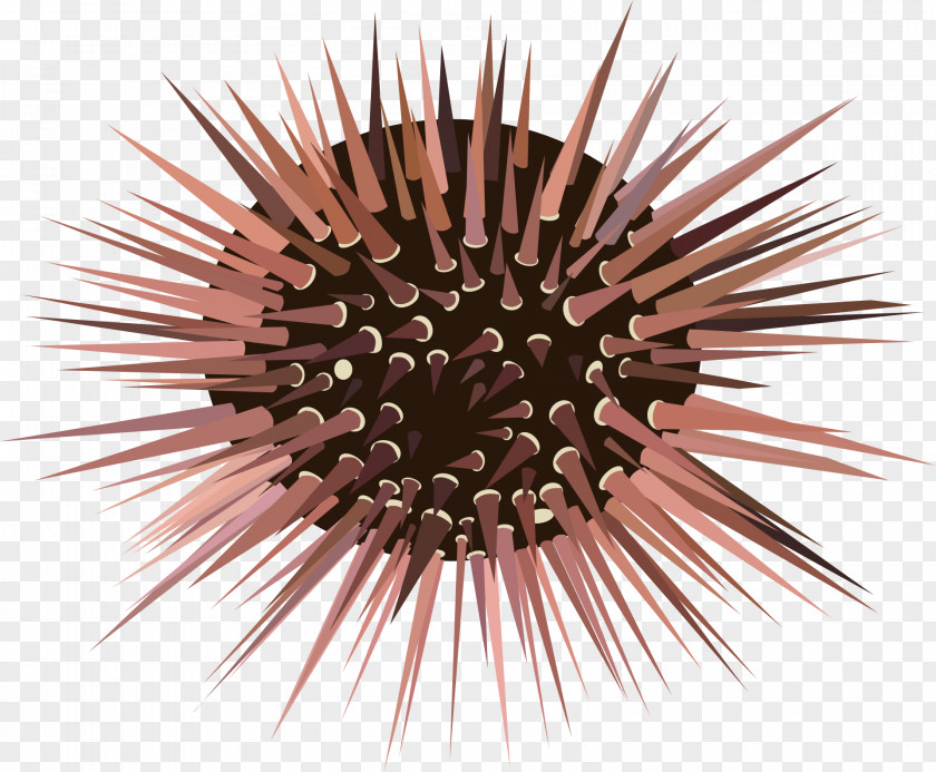 Purple Sea Urchin Pacific Clip Art Vector Graphics Free Content PNG