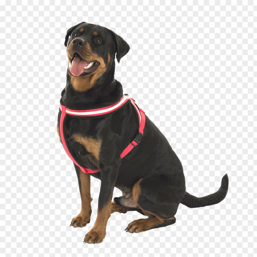 Puppy Rottweiler Dog Breed Leash Snout PNG