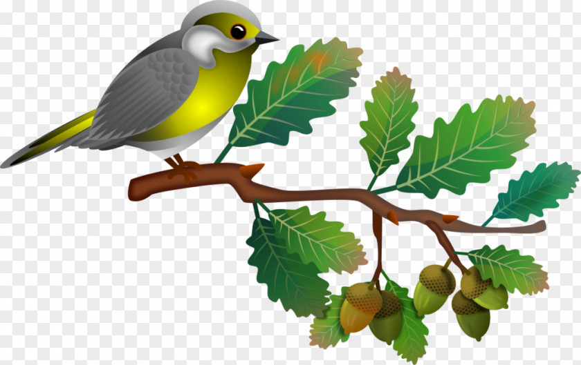 Bird Songbird PNG