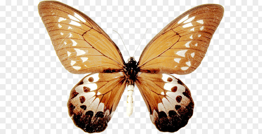 Butterfly Monarch Pieridae Gossamer-winged Butterflies Moth PNG