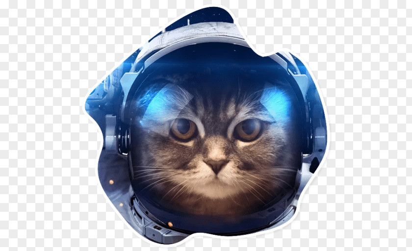 Cat Cheshire Desktop Wallpaper Humour Poster PNG