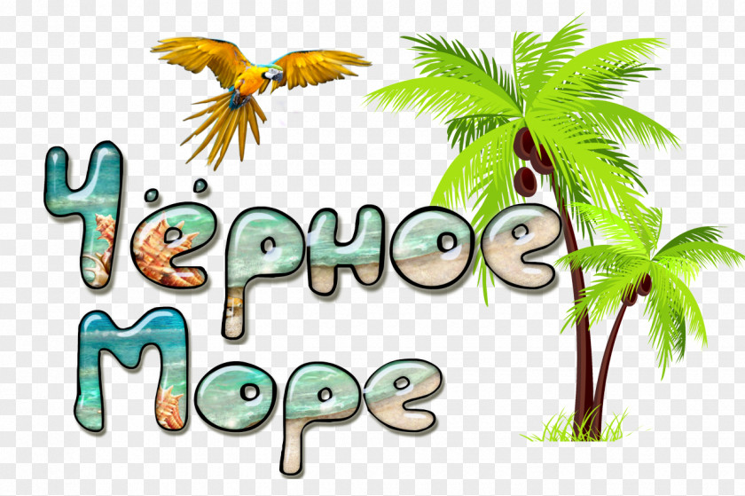 Coconut Arecaceae Tree Clip Art PNG