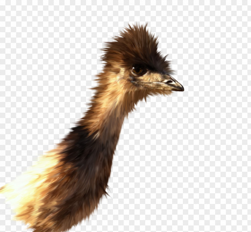 Emu Common Ostrich Feather Beak 22 November PNG