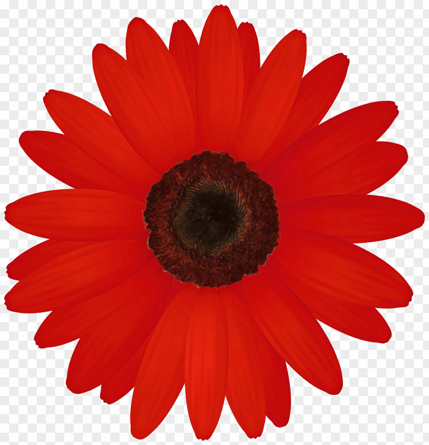 Flower Barberton Daisy Petal Gerbera Red PNG