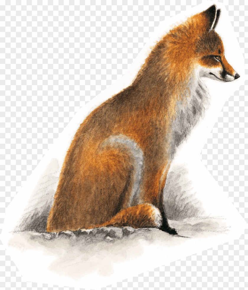 Fox Red European Badger Dhole Kit Gray PNG